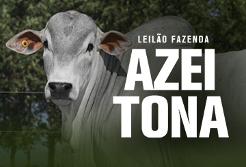 LEILÃO FAZENDA AZEITONA